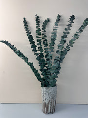 Our Factory Wholesale Eucalyptus Leaf Natural H ome Party Wedding Decorations Dried Flowers Eucalyptus Leaves Leaf -PAMPAS grass wholesale and dried flowers wholesale near me