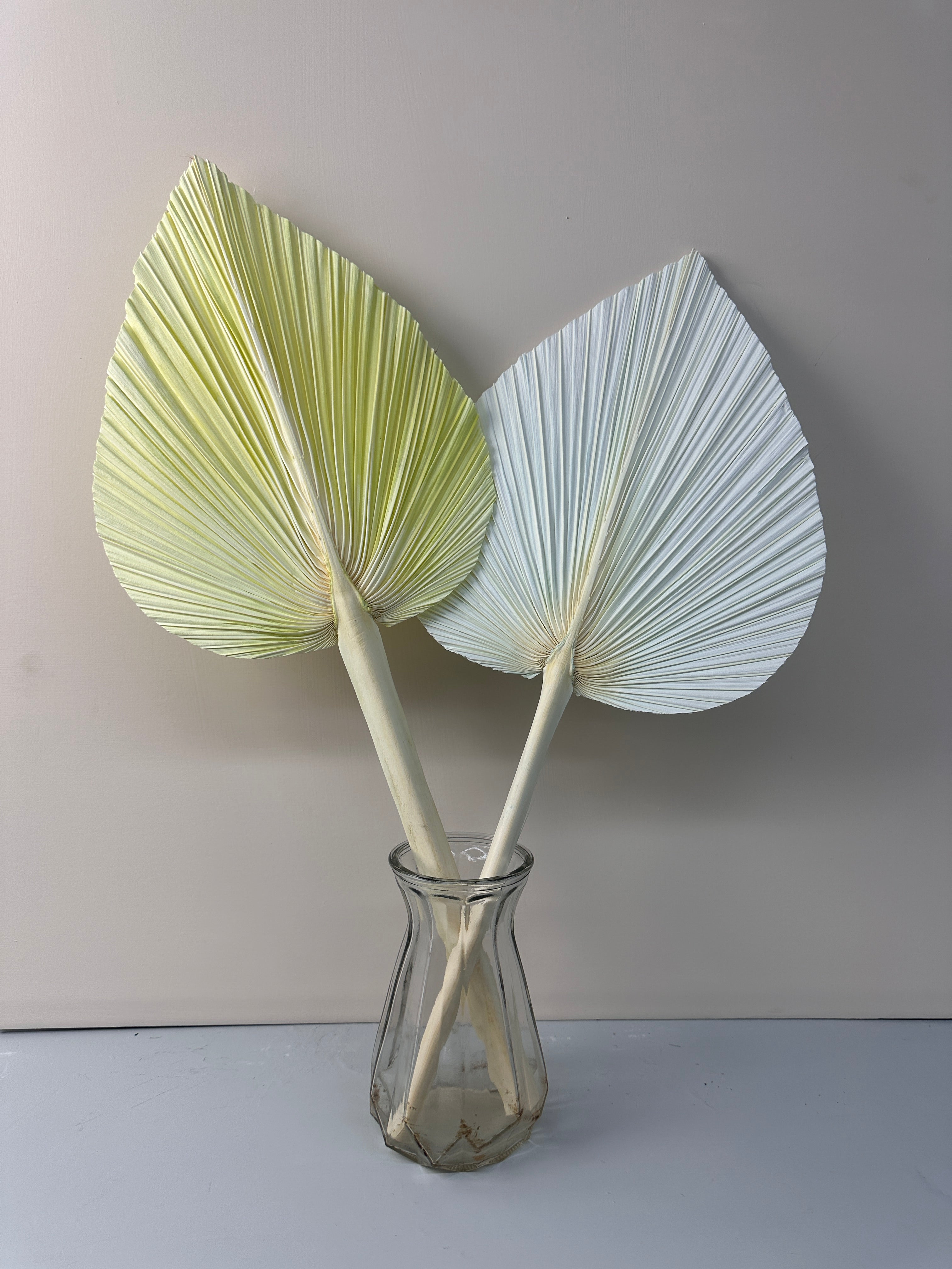 Pampas Dried Palm Fronds | Tropical Wedding Decor | Boho Wedding Arch | Safari Neutral Baby Shower | Palm Fans -PAMPAS grass wholesale and dried flowers wholesale near me