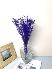 Have Natural Preserved Rosary Pea Seed Bundle - 18-24" Tall,wedding celebration flower. -PAMPAS grass wholesale and dried flowers wholesale near me