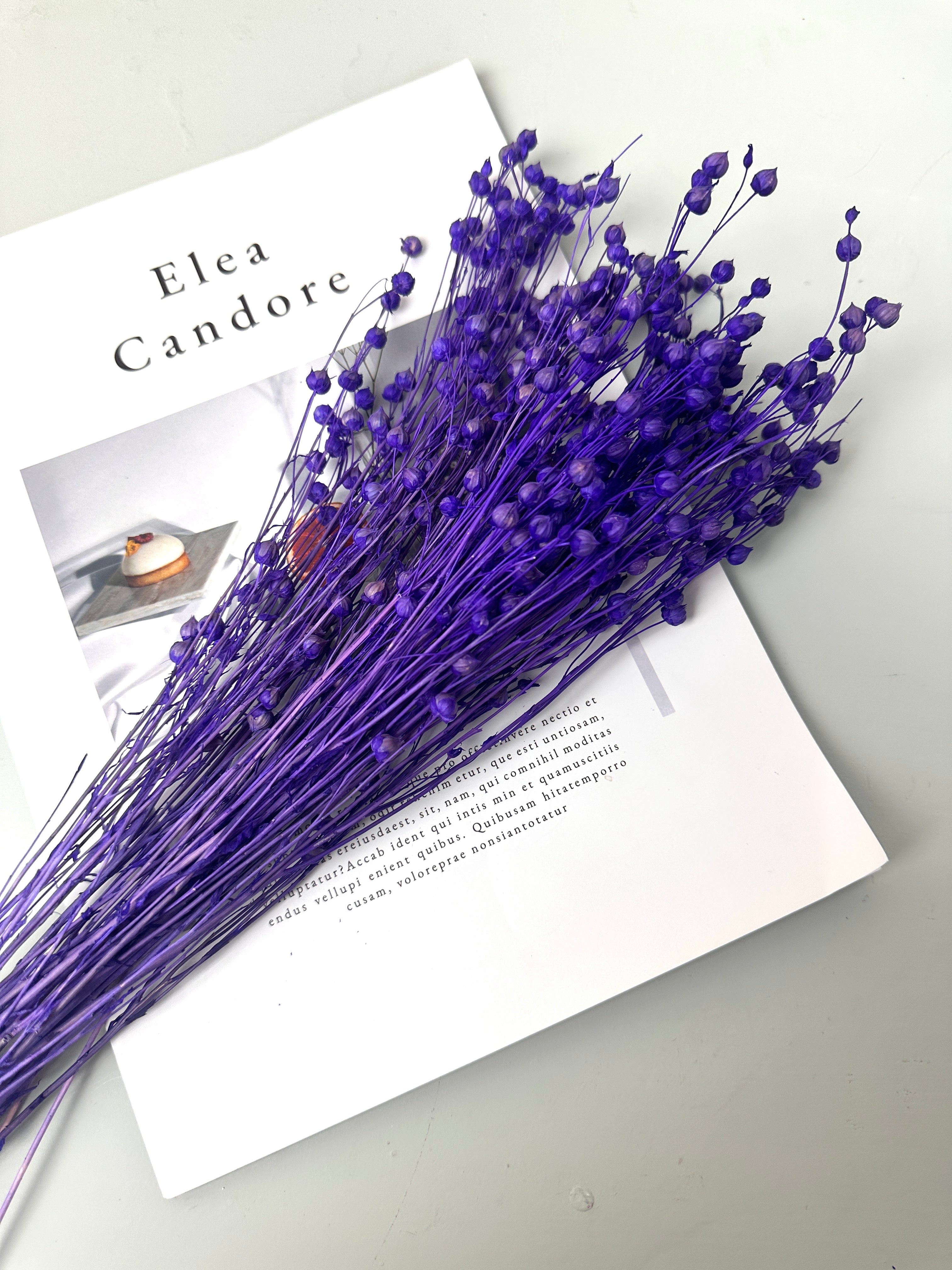 Have Natural Preserved Rosary Pea Seed Bundle - 18-24" Tall,wedding celebration flower. -PAMPAS grass wholesale and dried flowers wholesale near me