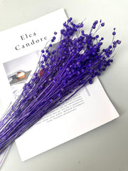 Have Natural Preserved Rosary Pea Seed Bundle - 18-24" Tall,wedding celebration flower. -PAMPAS grass wholesale and dried flowers wholesale near me