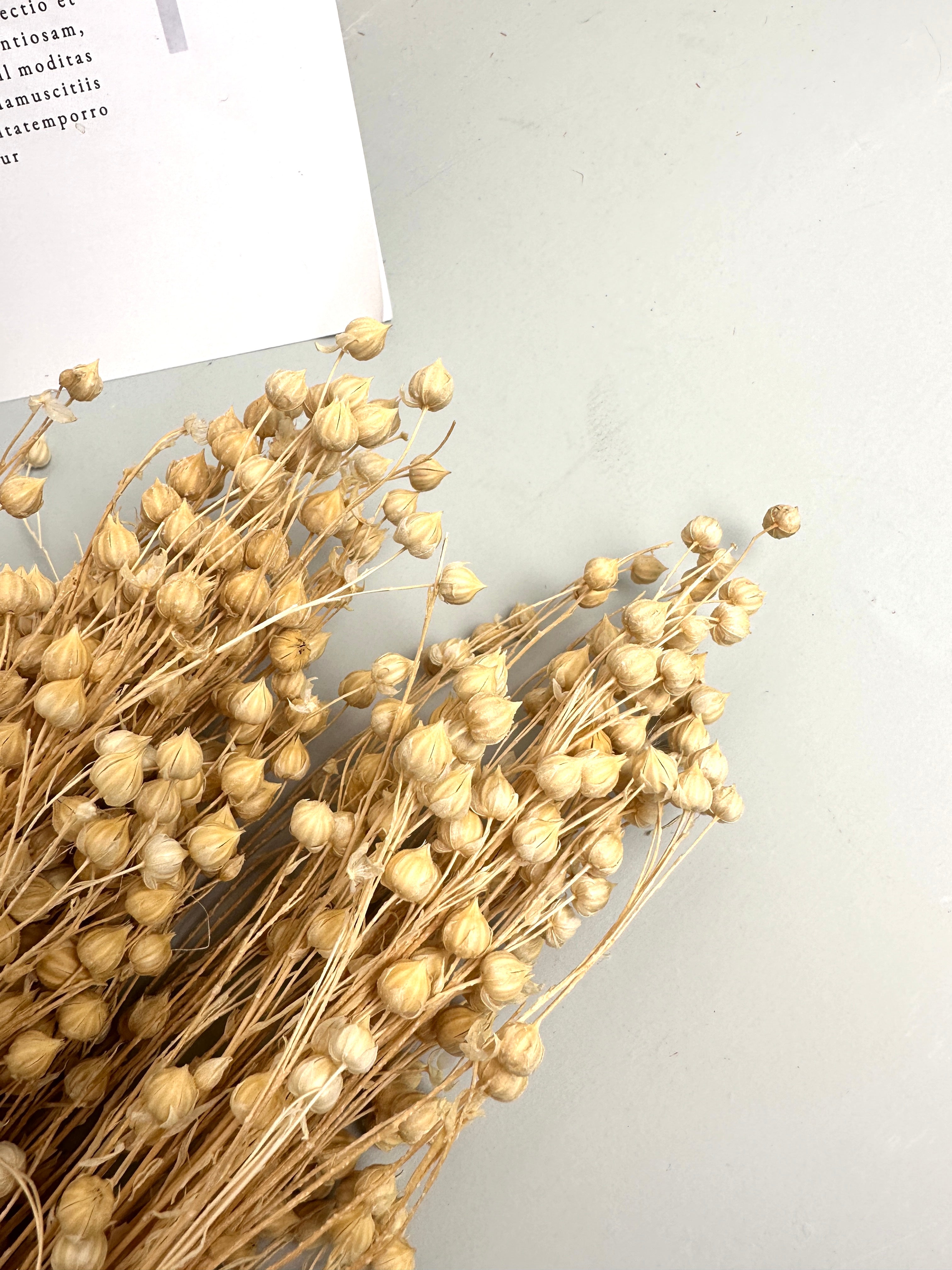Have Natural Preserved Rosary Pea Seed Bundle - 18-24" Tall,wedding celebration flower. -PAMPAS grass wholesale and dried flowers wholesale near me