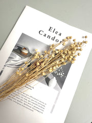 Have Natural Preserved Rosary Pea Seed Bundle - 18-24" Tall,wedding celebration flower. -PAMPAS grass wholesale and dried flowers wholesale near me