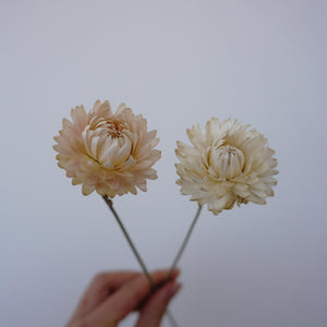 chrysanthemum head，Decorate with dried flowers, Bouquet of Dried flowers
