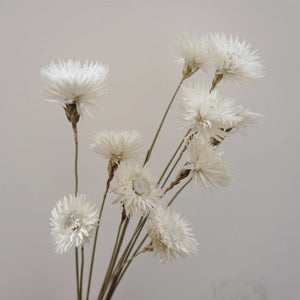 Dry Syncarpha vestita flower, DIY flower materials,dreid flower