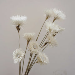 Dry Syncarpha vestita flower, DIY flower materials,dreid flower