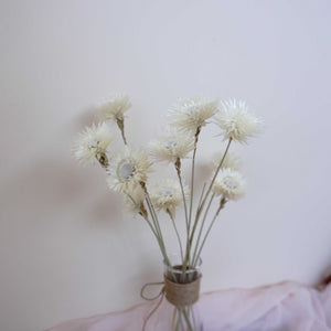 Dry Syncarpha vestita flower, DIY flower materials,dreid flower