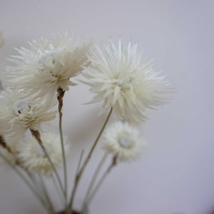 Dry Syncarpha vestita flower, DIY flower materials,dreid flower