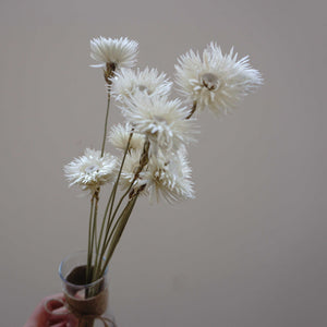 Dry Syncarpha vestita flower, DIY flower materials,dreid flower