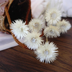 Dry Syncarpha vestita flower, DIY flower materials,dreid flower