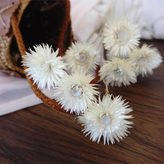 Dry Syncarpha vestita flower, DIY flower materials,dreid flower