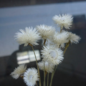 Dry Syncarpha vestita flower, DIY flower materials,dreid flower