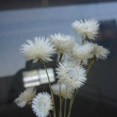 Dry Syncarpha vestita flower, DIY flower materials,dreid flower
