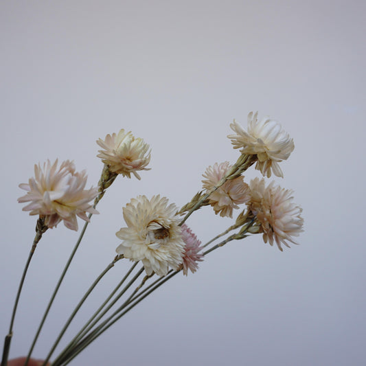 chrysanthemum head，Decorate with dried flowers, Bouquet of Dried flowers