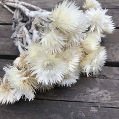30- 40g Real Natural Dried Flowers NASTURTIUMS Bouquet,Decorative Anemone Drynaria Dry Flowers Eternelle Roses For Home Decor -PAMPAS grass wholesale and dried flowers wholesale near me