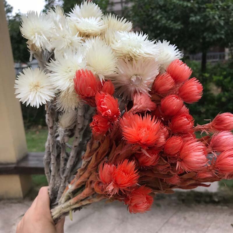 30- 40g Real Natural Dried Flowers NASTURTIUMS Bouquet,Decorative Anemone Drynaria Dry Flowers Eternelle Roses For Home Decor -PAMPAS grass wholesale and dried flowers wholesale near me