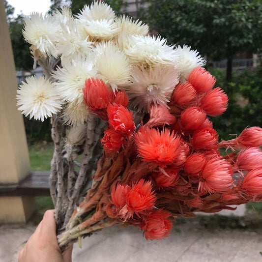 30- 40g Real Natural Dried Flowers NASTURTIUMS Bouquet,Decorative Anemone Drynaria Dry Flowers Eternelle Roses For Home Decor -PAMPAS grass wholesale and dried flowers wholesale near me