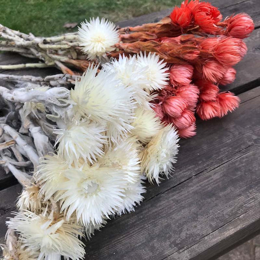 30- 40g Real Natural Dried Flowers NASTURTIUMS Bouquet,Decorative Anemone Drynaria Dry Flowers Eternelle Roses For Home Decor -PAMPAS grass wholesale and dried flowers wholesale near me