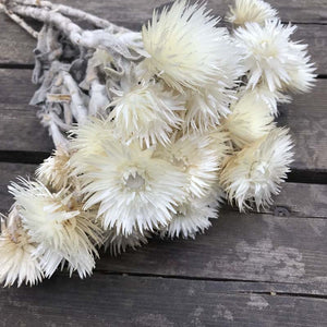 30- 40g Real Natural Dried Flowers NASTURTIUMS Bouquet,Decorative Anemone Drynaria Dry Flowers Eternelle Roses For Home Decor -PAMPAS grass wholesale and dried flowers wholesale near me