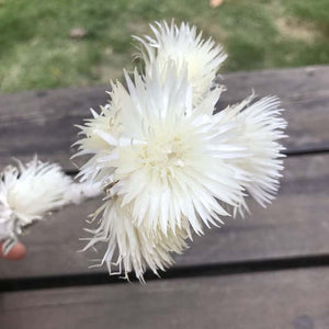 30- 40g Real Natural Dried Flowers NASTURTIUMS Bouquet,Decorative Anemone Drynaria Dry Flowers Eternelle Roses For Home Decor -PAMPAS grass wholesale and dried flowers wholesale near me