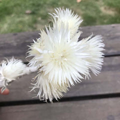 30- 40g Real Natural Dried Flowers NASTURTIUMS Bouquet,Decorative Anemone Drynaria Dry Flowers Eternelle Roses For Home Decor -PAMPAS grass wholesale and dried flowers wholesale near me