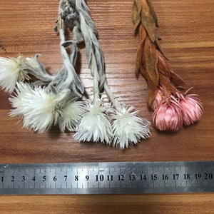 30- 40g Real Natural Dried Flowers NASTURTIUMS Bouquet,Decorative Anemone Drynaria Dry Flowers Eternelle Roses For Home Decor -PAMPAS grass wholesale and dried flowers wholesale near me