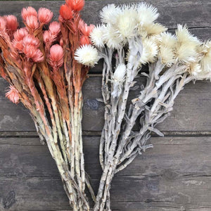 30- 40g Real Natural Dried Flowers NASTURTIUMS Bouquet,Decorative Anemone Drynaria Dry Flowers Eternelle Roses For Home Decor -PAMPAS grass wholesale and dried flowers wholesale near me