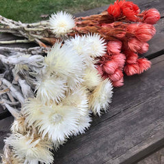 30- 40g Real Natural Dried Flowers NASTURTIUMS Bouquet,Decorative Anemone Drynaria Dry Flowers Eternelle Roses For Home Decor -PAMPAS grass wholesale and dried flowers wholesale near me