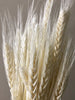 About 50 high-quality natural wheat dried flowers, bouquets, flower arrangements, handmade flowers. -PAMPAS grass wholesale and dried flowers wholesale near me