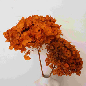Preserved hydrangea flower,dried flower,home decor,burnt orange flower,wedding decor