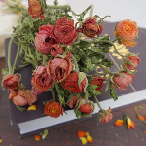 Ranunculus asiaticus，dried flower bouquet,dried flower materials,colorful flower,home decor