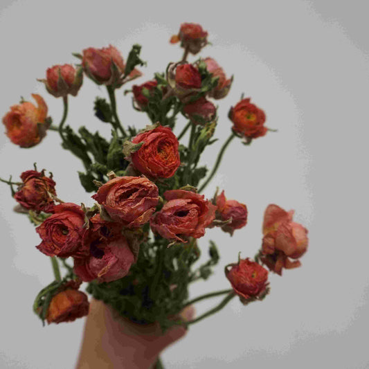 Ranunculus asiaticus，dried flower bouquet,dried flower materials,colorful flower,home decor