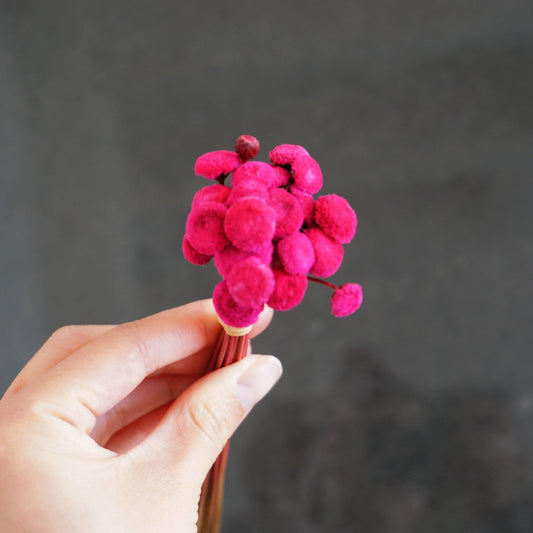 Button Pom，dried flower