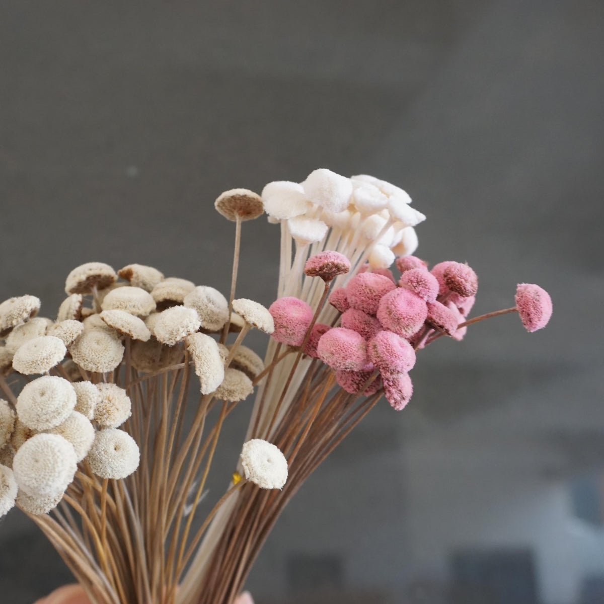 Button Pom，dried flower