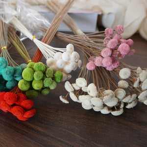 Button Pom，dried flower
