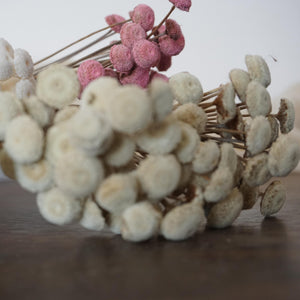 Button Pom，dried flower