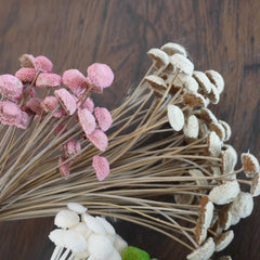 Button Pom，dried flower