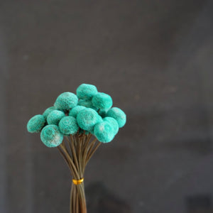 Button Pom，dried flower