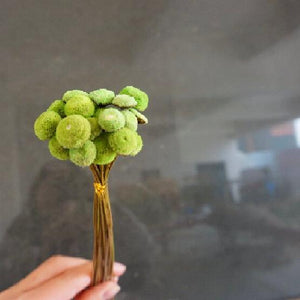 Button Pom，dried flower