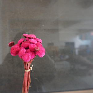Button Pom，dried flower