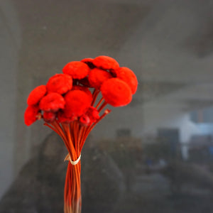Button Pom，dried flower