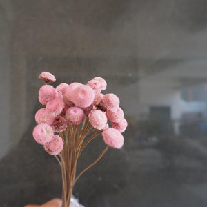 Button Pom，dried flower