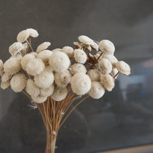 Button Pom，dried flower