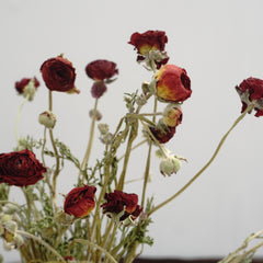 Ranunculus asiaticus ，Dried flower bouquet,
