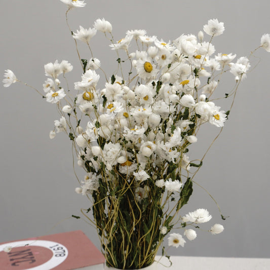 Helipterum manglesii ，dried flower, home decor