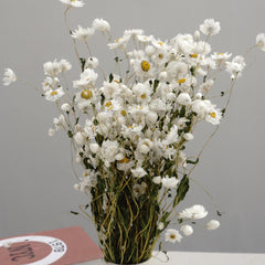 Helipterum manglesii ，dried flower, home decor