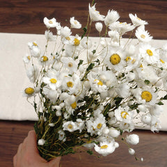 Helipterum manglesii ，dried flower, home decor