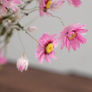 Helipterum manglesii ，dried flower, home decor