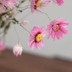 Helipterum manglesii ，dried flower, home decor