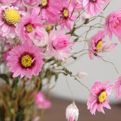 Helipterum manglesii ，dried flower, home decor